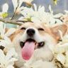 槐序十一zz