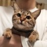 扬籽丶