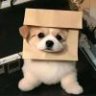 脑阔真疼呀