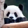 胖头鱼不是鱼