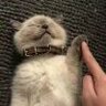 不语深蓝