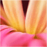 灵芝dpm