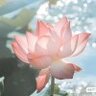 蓝太阳