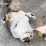 把温柔留给妈妈