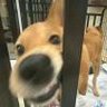 狐眯you