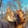 嘴突一只猪