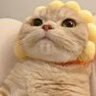 醉里浪
