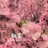 桃花20071023