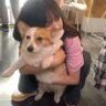 蕾子l