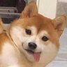 小信z