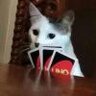 ELLLi