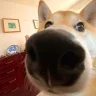大大鹅