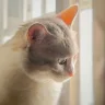 Maozon猫米宗
