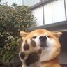 识趣sss