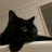 38猫
