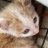 死猫你又咬我手
