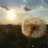 dandelion520099