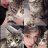 懒猫吉他稣