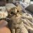 猫猫然