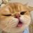 浪漫猛牛