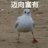 杳玉玉