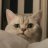 猫猫队立大功