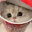 金发狮王的猫