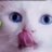 kgkgfdx