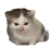 石易昆